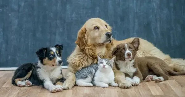 Pet-Friendly Motion Detectors for Home Security in Australia - CTC Communications